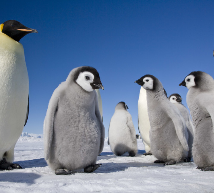 Snow Hill to the Peninsula: Shackleton’s Emperors