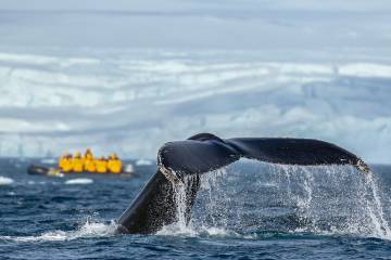 The Antarctic Peninsula