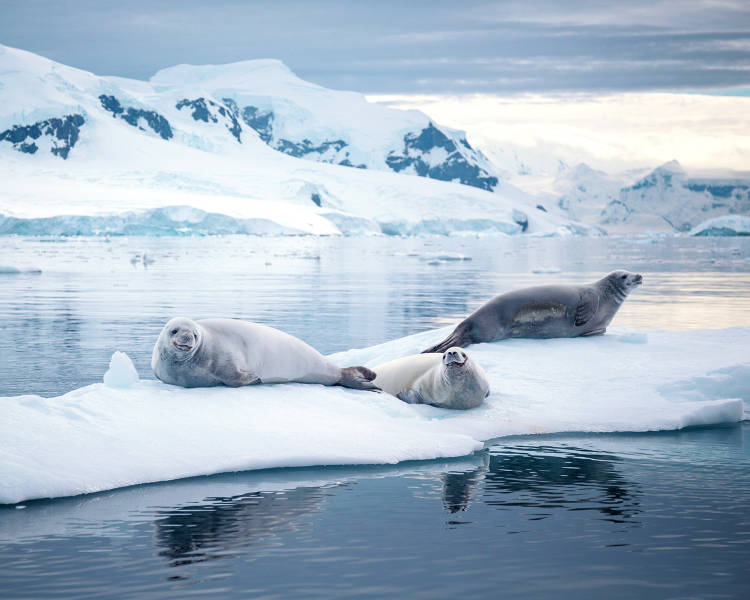 Crabeater seals in antarctica