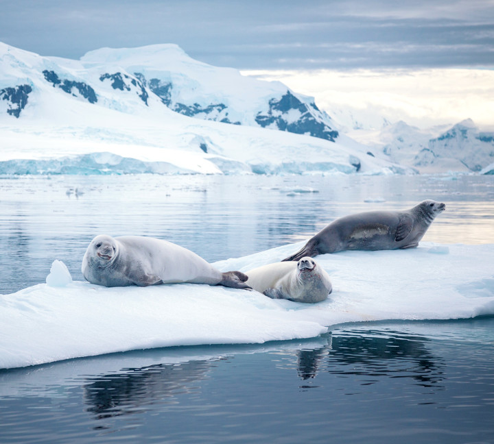 Crabeater seals in antarctica