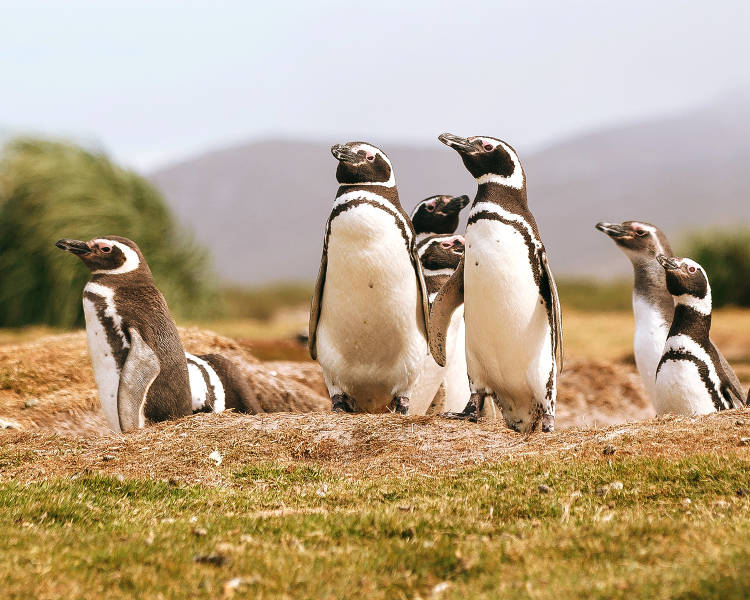 Penguins in south georgia
