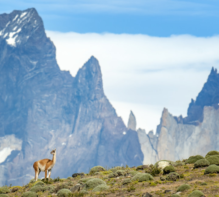 A guanaco, which is an animal closely related to the llama, stands on the grass in front of mountain peaks at Torres del Paine National Park.