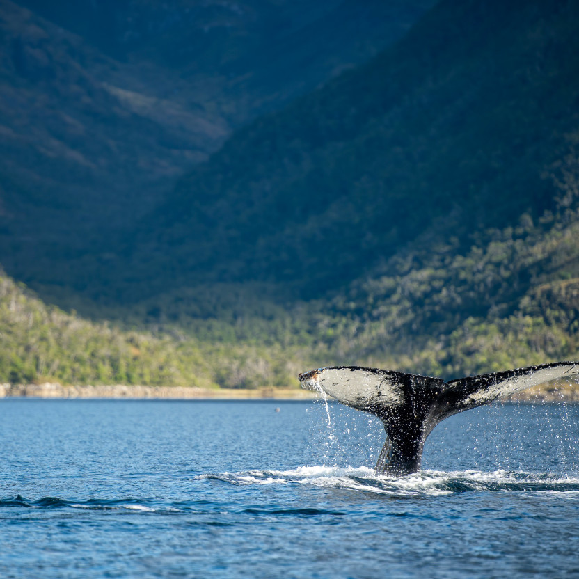 A humpback whale tail (or flukes) peek out of the water in the West Strait of Magellan at Paso Shag.