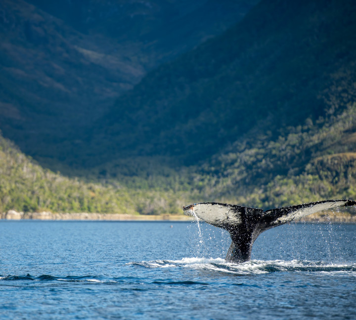 A humpback whale tail (or flukes) peek out of the water in the West Strait of Magellan at Paso Shag.