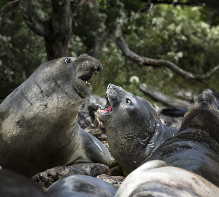 Two southern elephant seals with mouths wide open challenge each other in Jackson Bay, Almirantazgo Sound.