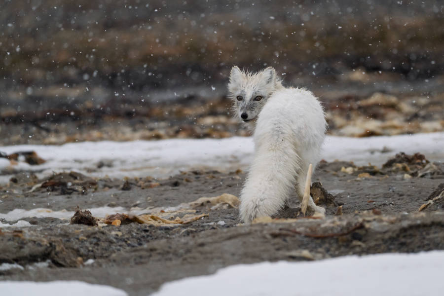 Arctic