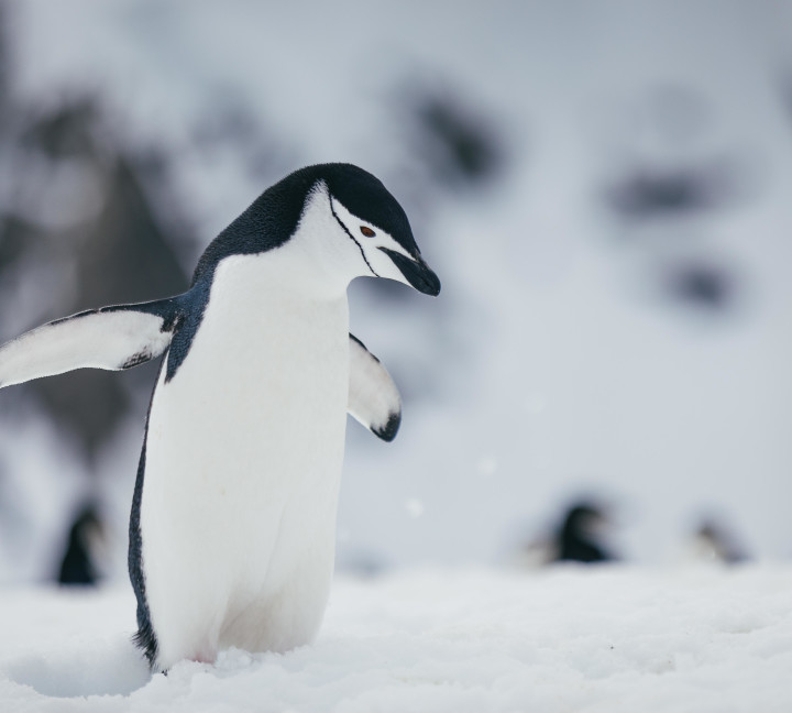 A close-up of a single chinstrap penguin walking towards the camera