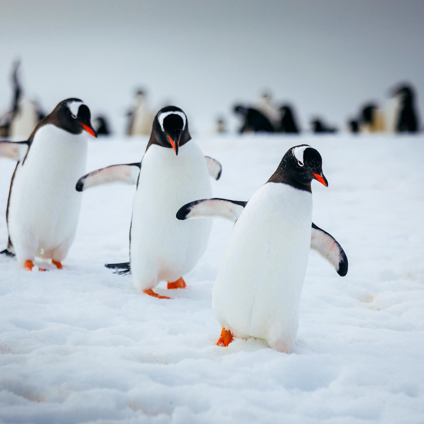 Three gentoo penguins walk in a line on the snow of the Antarctic Peninsula.