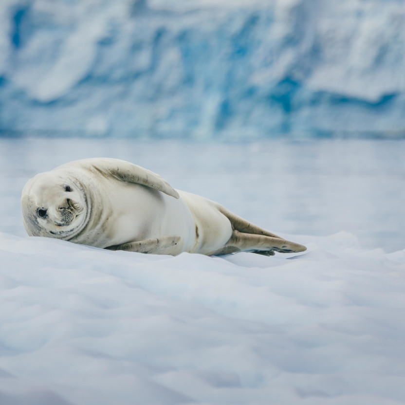 A crabeater seal lays on an iceberg in the waters of the Antarctic Peninsula.