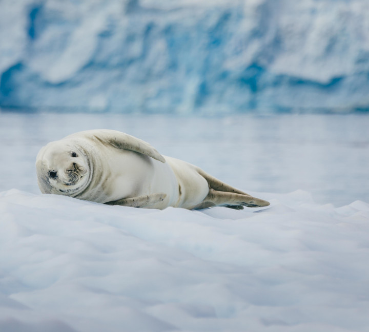 A crabeater seal lays on an iceberg in the waters of the Antarctic Peninsula.