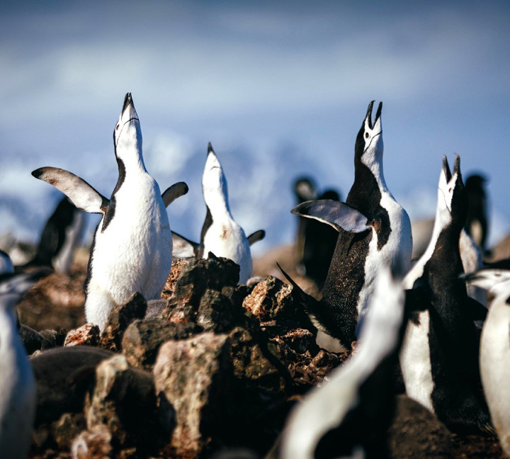 Chinstrap penguins performing an ecstatic display by raising their flippers and head.