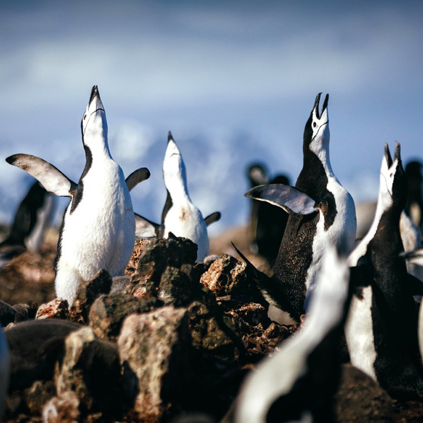 Chinstrap penguins performing an ecstatic display by raising their flippers and head.