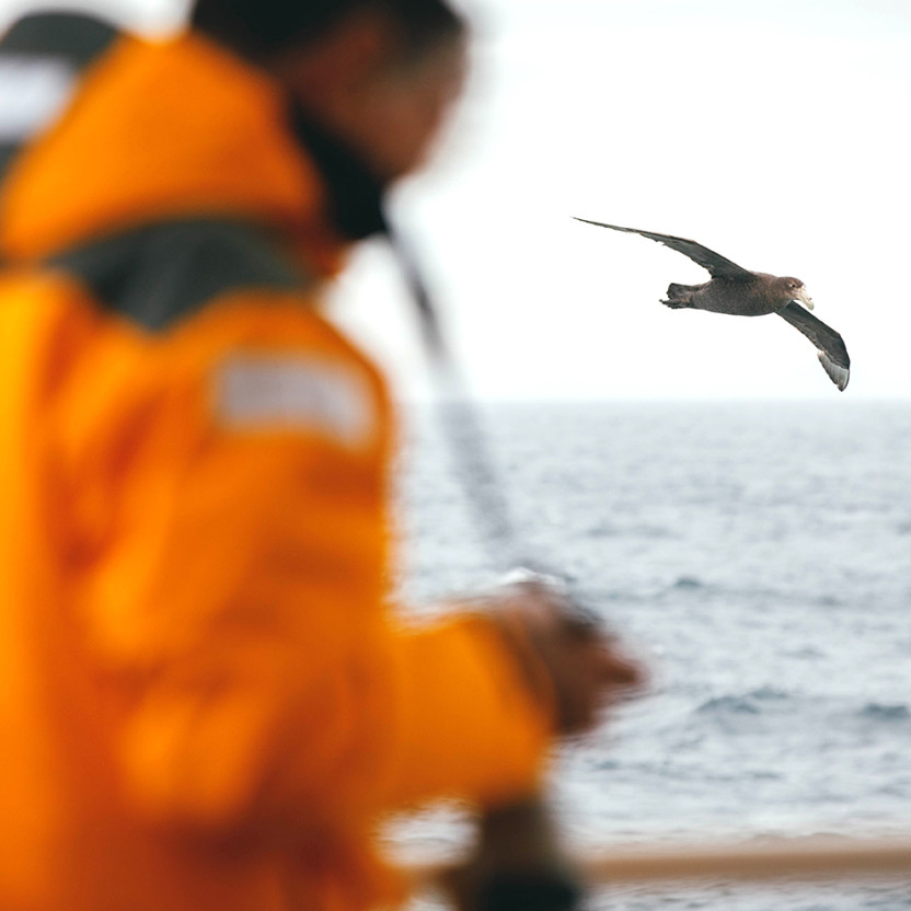Giant petrel (bird) flies by one of the outer decks of our vessels. A guest in yellow parka can be seen taking photographs.