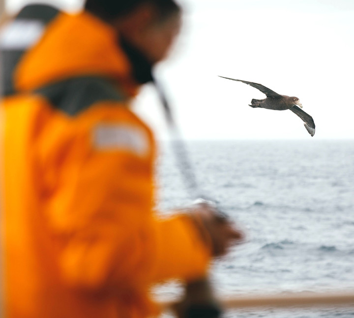 Giant petrel (bird) flies by one of the outer decks of our vessels. A guest in yellow parka can be seen taking photographs.