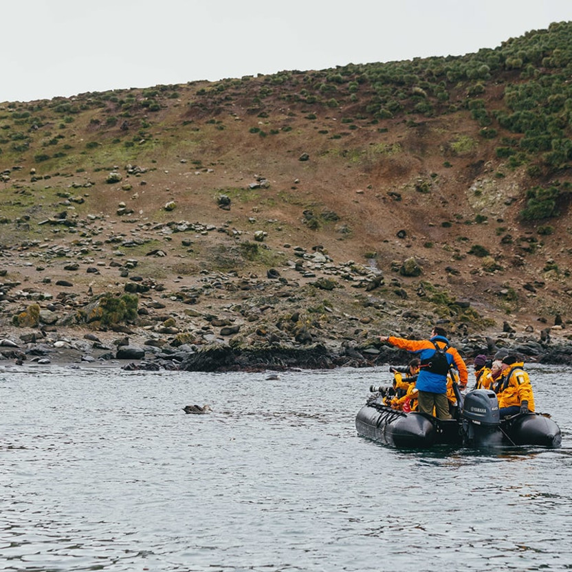 An expedition guide points out to guests some fur seals on land while Zodiac cruising.