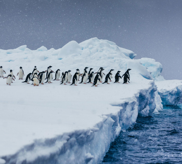 Penguins