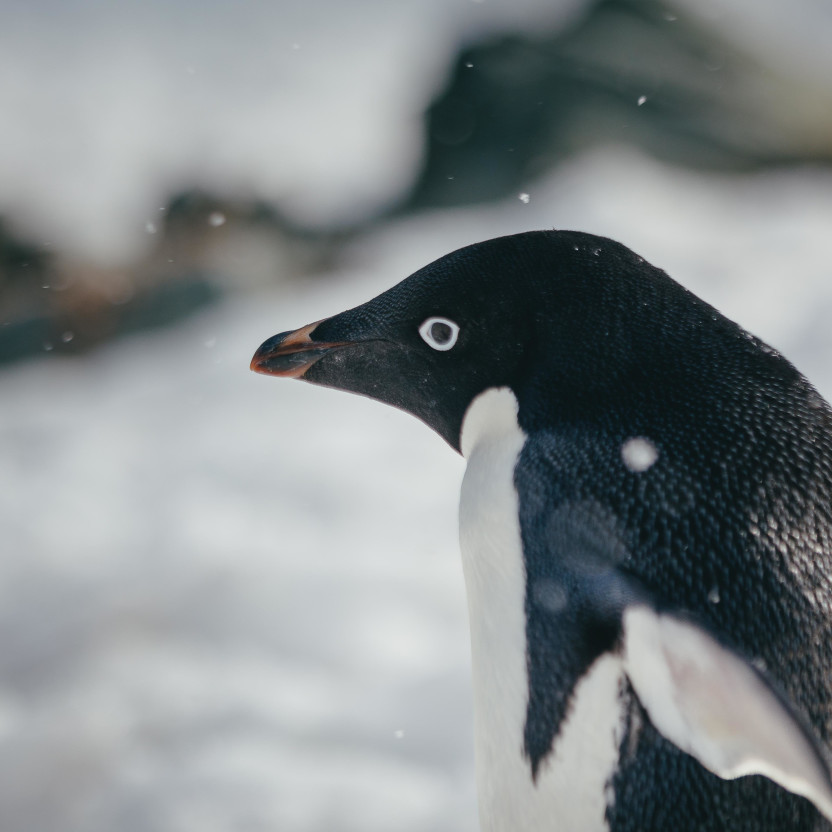A close-up photo of an adelie penguin with a telephoto lens.