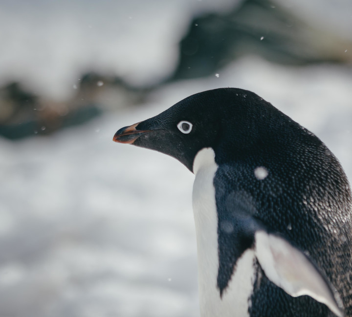 A close-up photo of an adelie penguin with a telephoto lens.
