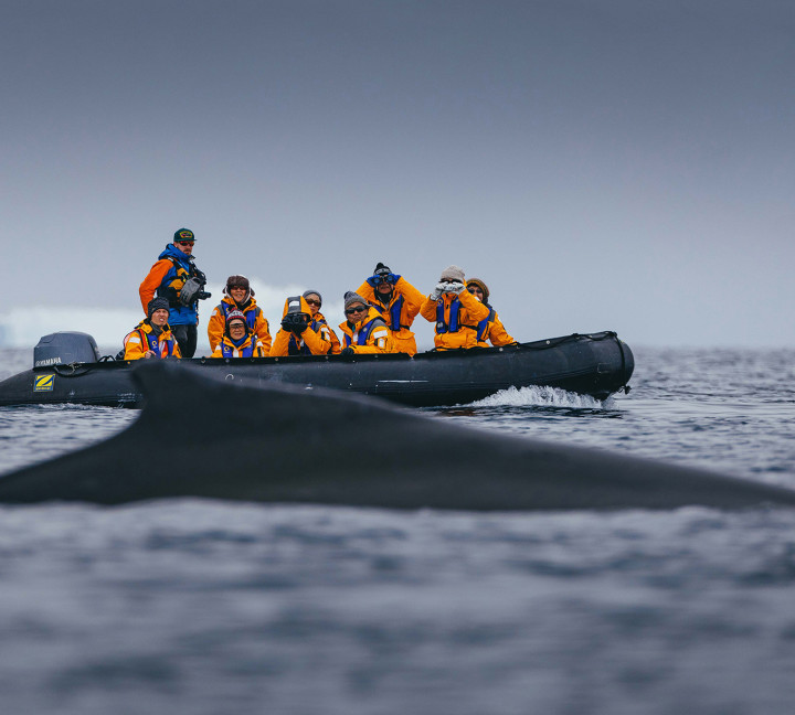 Guests in a zodiac witness a whale breaching in the Antarctic Peninsula.
