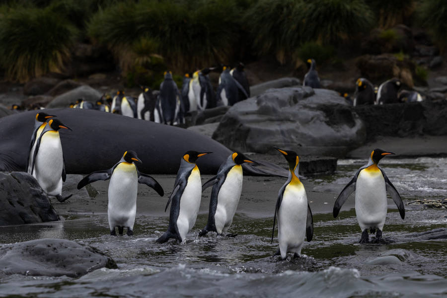 Gentoo penguins