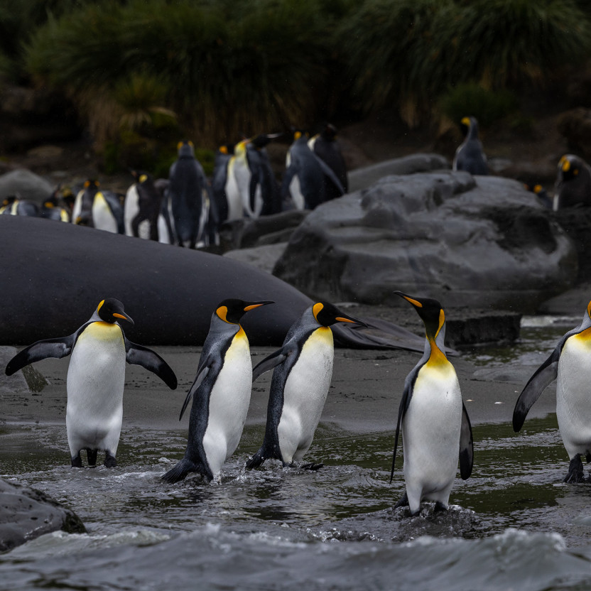 Gentoo penguins