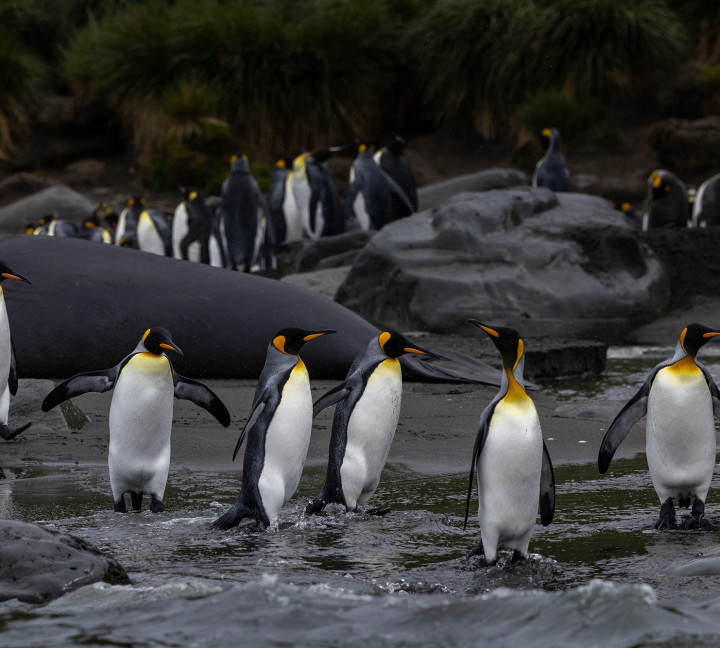 Gentoo penguins