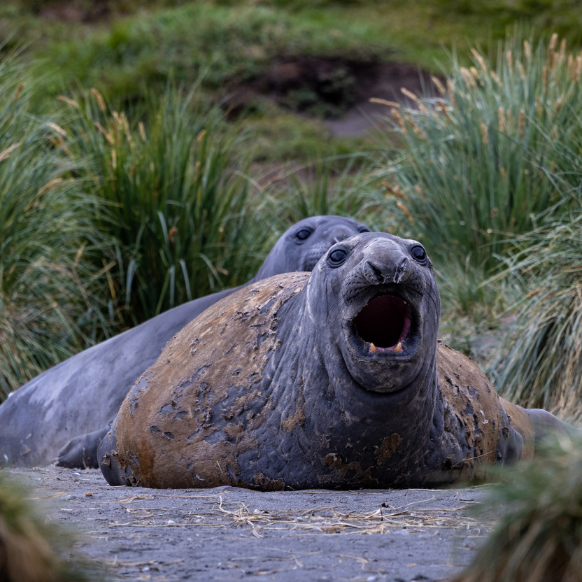 Penguins of the Far South: Falklands, South Georgia and Antarctica