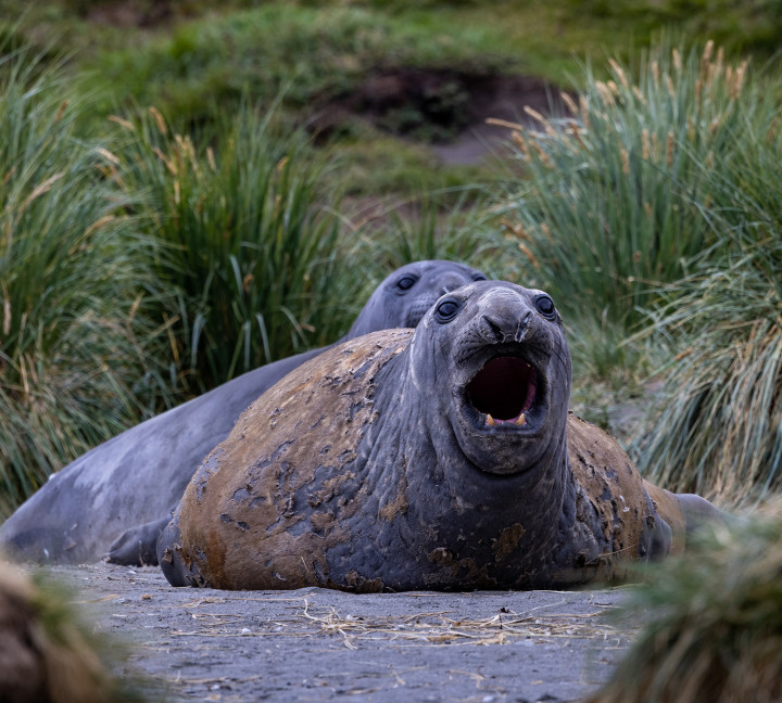Penguins of the Far South: Falklands, South Georgia and Antarctica