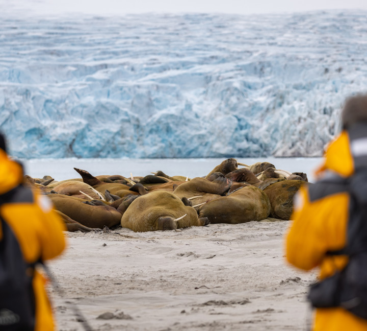 Spitsbergen Circumnavigation: A Rite of Passage