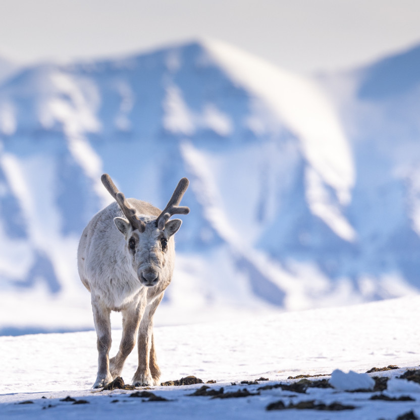 Spitsbergen Circumnavigation: A Rite of Passage