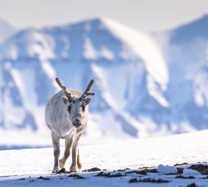 Spitsbergen Circumnavigation: A Rite of Passage