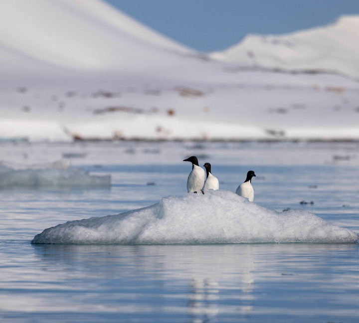Svalbard in Spring: Sea Ice, Pristine Snow and Wildlife