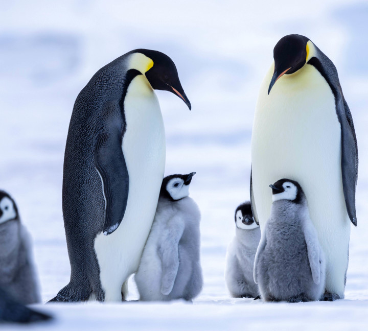 Snow Hill to the Peninsula: Shackleton’s Emperors