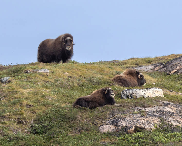 West Greenland: Exploring the Far North