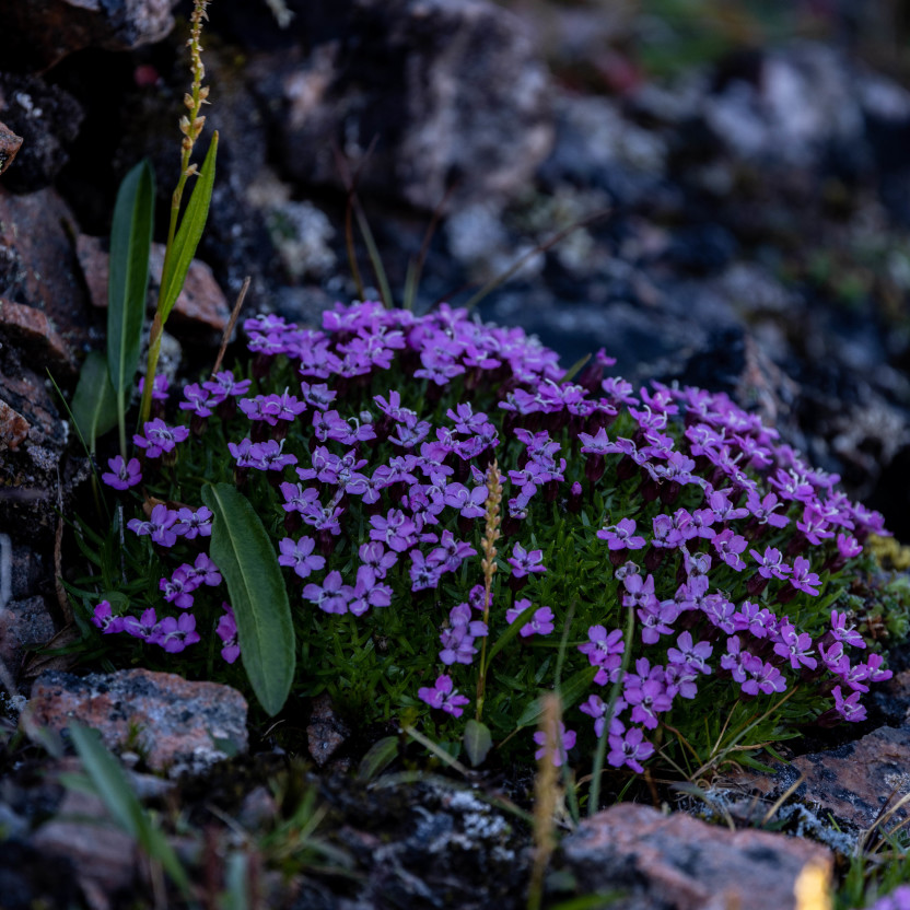 Svalbard in Summer: Tundra, Whales and Wildlife