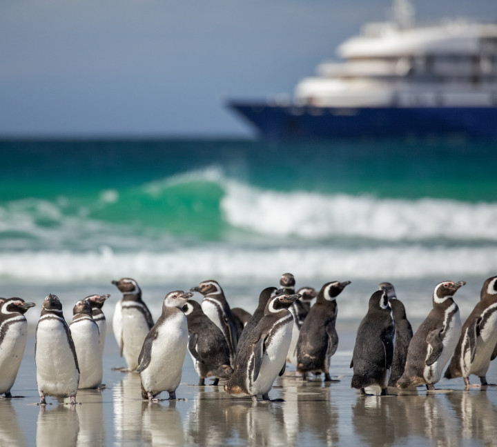 A group of Magellanic penguins stand on the beach in the Falkland Islands (Islas Malvinas). A ship is seen in the distance.