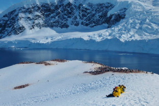 Quark passengers at Neko Harbour with penguins