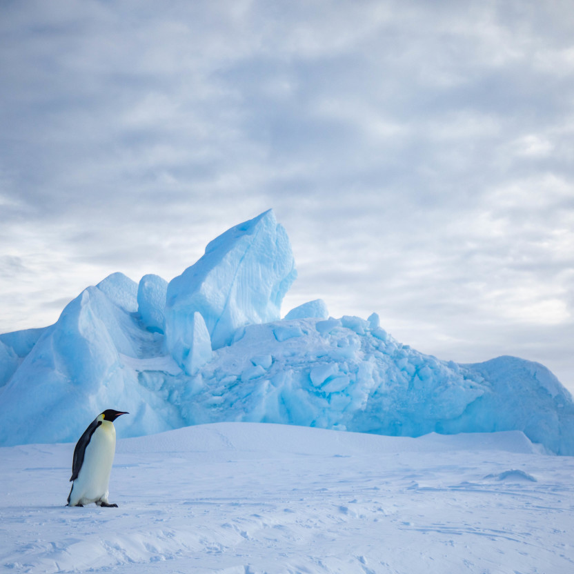 Snow Hill to the Peninsula: Shackleton’s Emperors