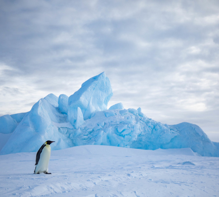Snow Hill to the Peninsula: Shackleton’s Emperors