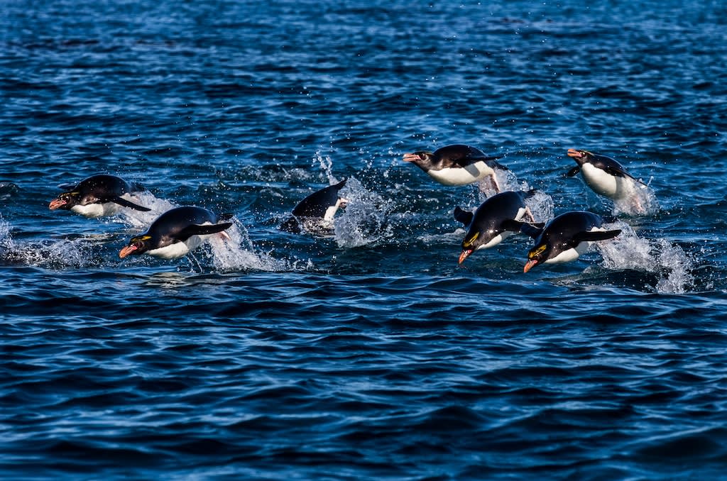 South Georgia and Antarctic Peninsula: Penguin Safari