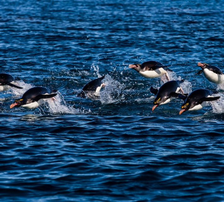South Georgia and Antarctic Peninsula: Penguin Safari
