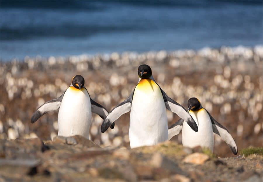Three King penguins cavort on St. Andrew's Bay, South Georgia.