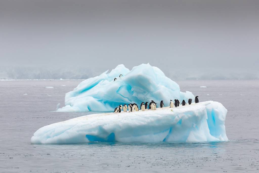 Adelie Penguins - Photo by Michelle Sole