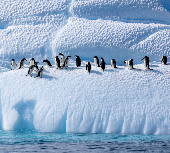 Antarctic Marine Mammals: The World of Whales and Seals