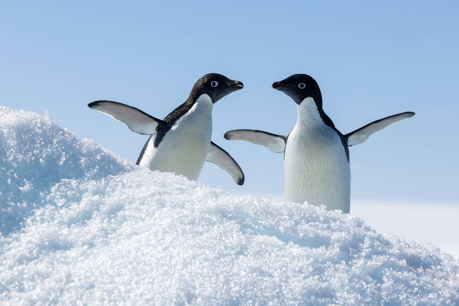 Antarctica by Helicopter: Crossing the Circle and the Peninsula