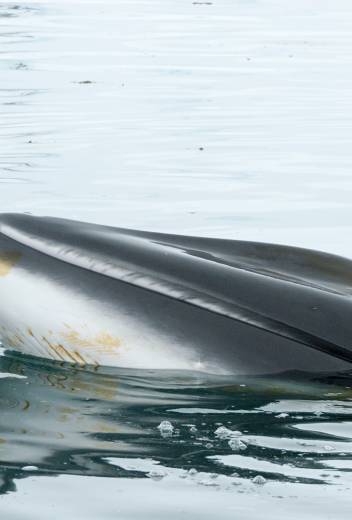 Minke Whale