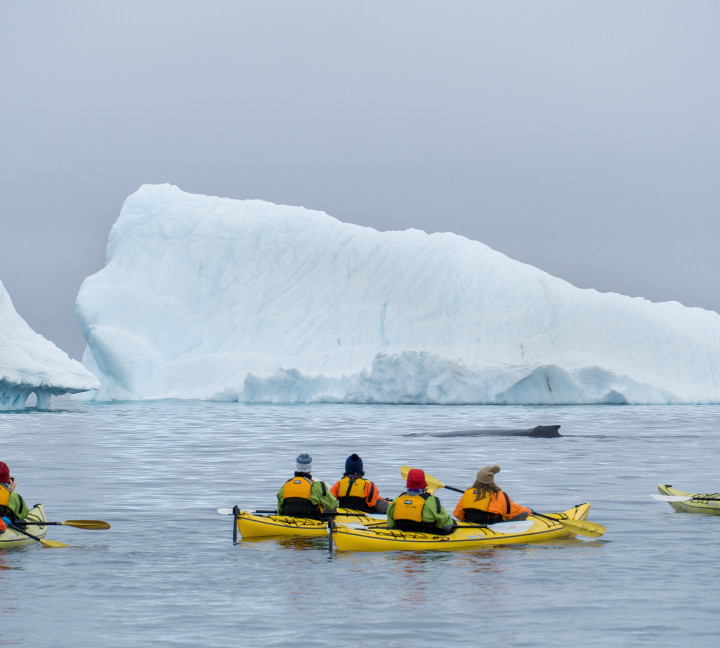 Guests kayak in the waters of the Antarctica Peninsula. Icebergs are seen in the distance.