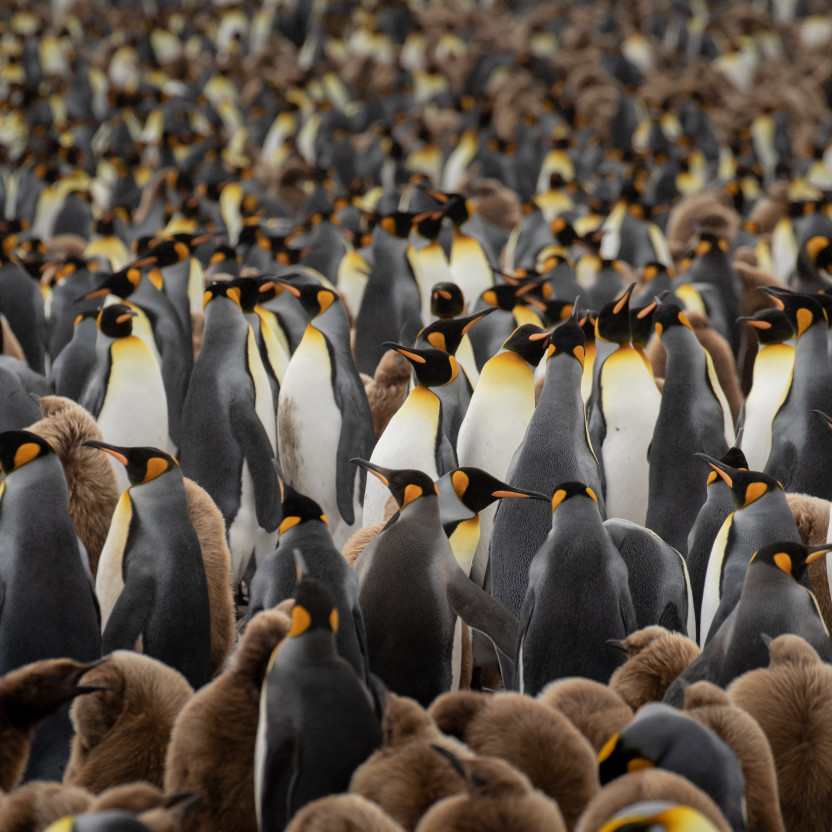 South Georgia and Antarctic Peninsula: Penguin Safari