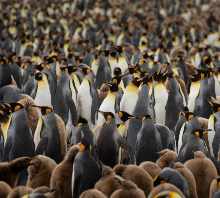 South Georgia and Antarctic Peninsula: Penguin Safari