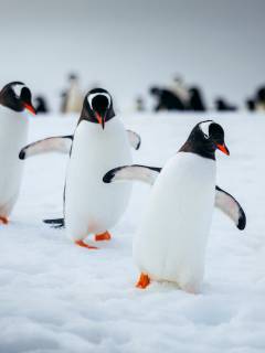 Three penguins waddling together across a snowy landscape, leaving tracks in the fresh powder